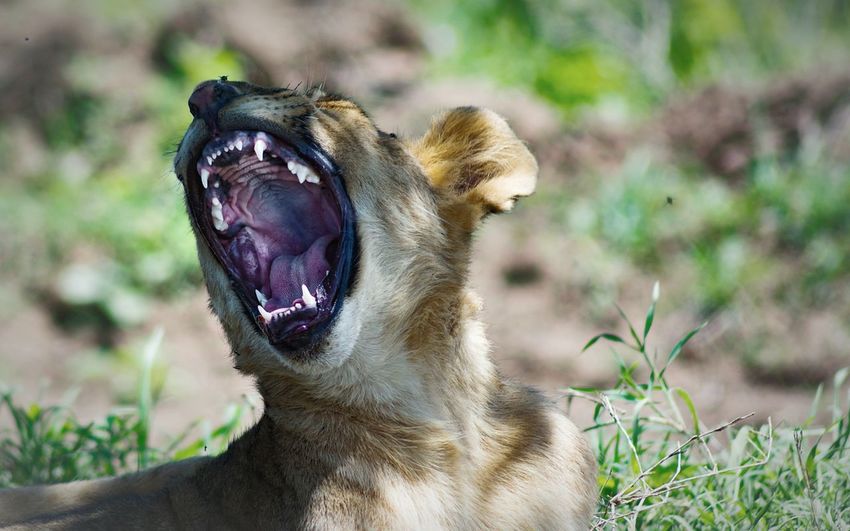 Close-up of lion roaring on field