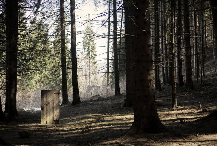 Trees in forest