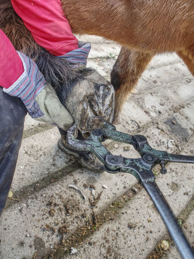 The assistant hold horse leg for hoof clearing. routine on horse farm.