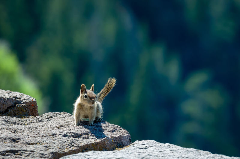 Close-up of squirrel on a rock