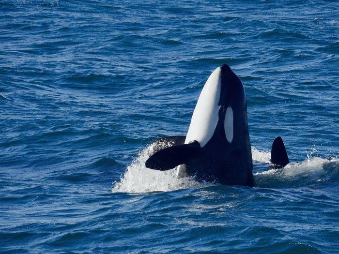 View of orca swimming in sea