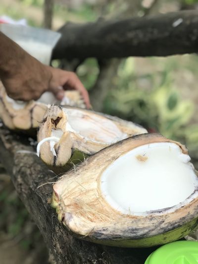 Close-up of hand holding mushroom
