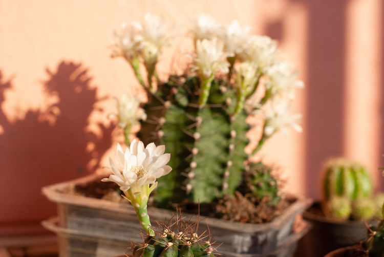Close-up of potted cactus flower pot