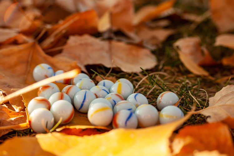High angle view of candies on leaves