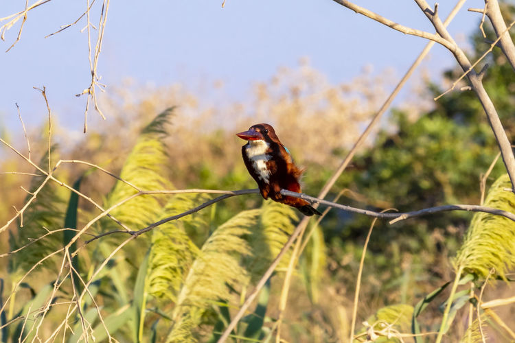 Close up photo of israels white throated kingfisher photo was taken in northern israel