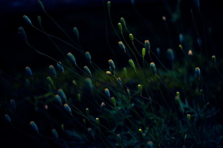 Close-up of flower buds growing on field at night