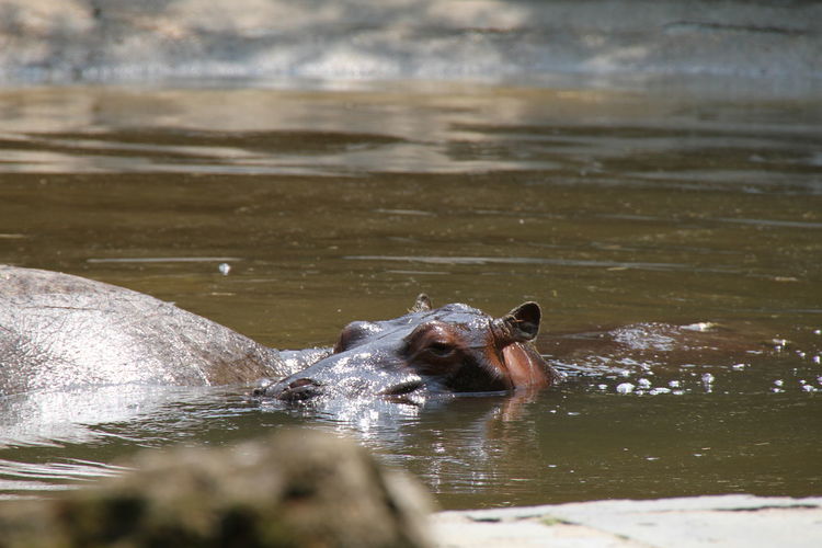 Hippopotamuses in pond at zoo