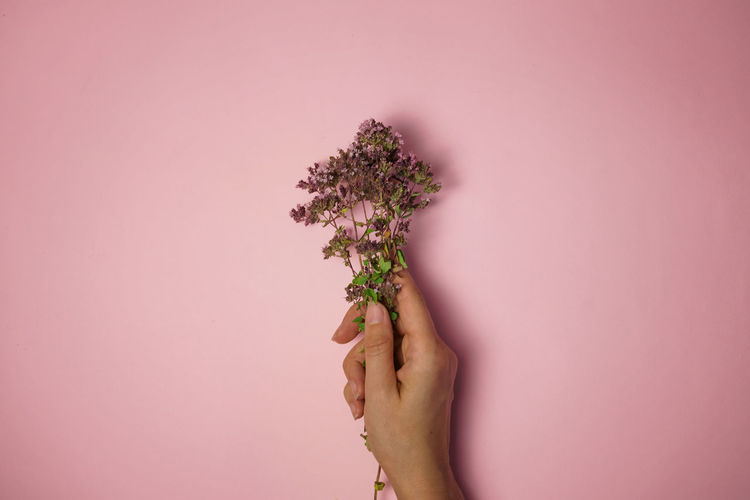 Close-up of hand holding plant against pink background
