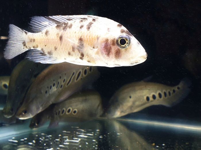 Close-up of fish swimming in sea