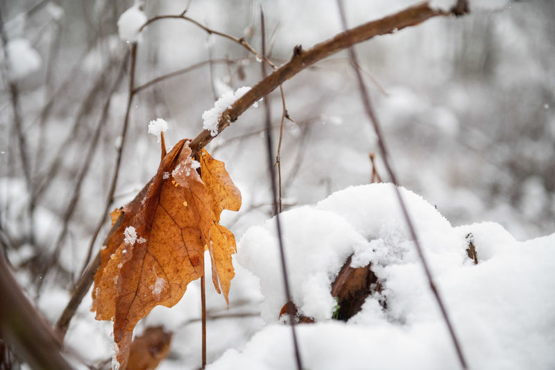 Close-up of dry leaves on snow covered tree