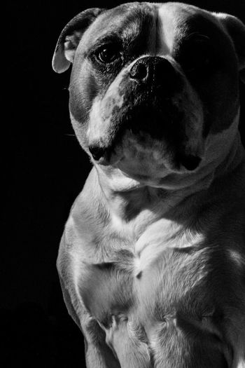 Close-up portrait of american bulldog