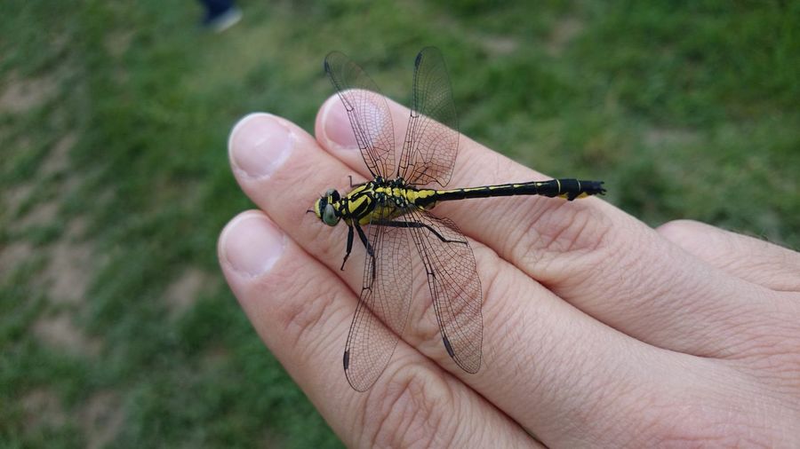 The dragonfly landing on a human hand