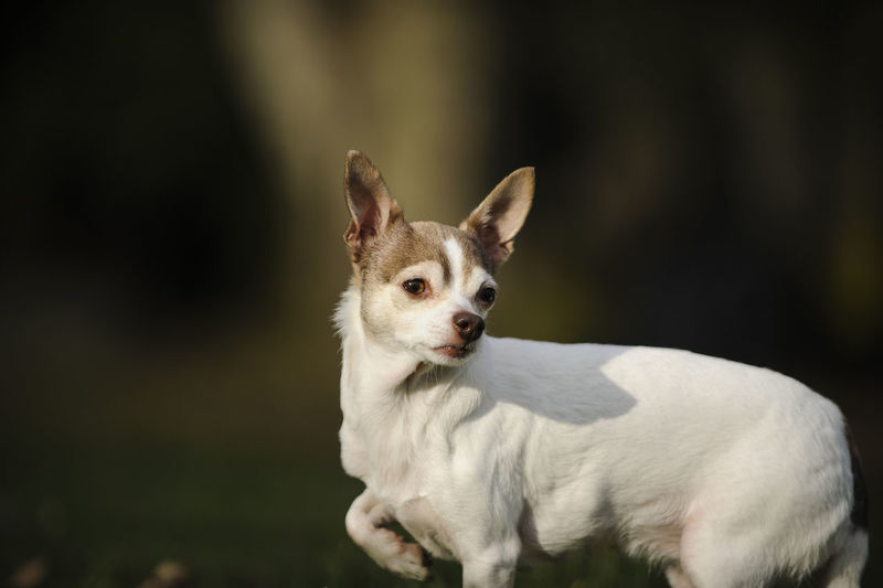 Side view of white chihuahua dog