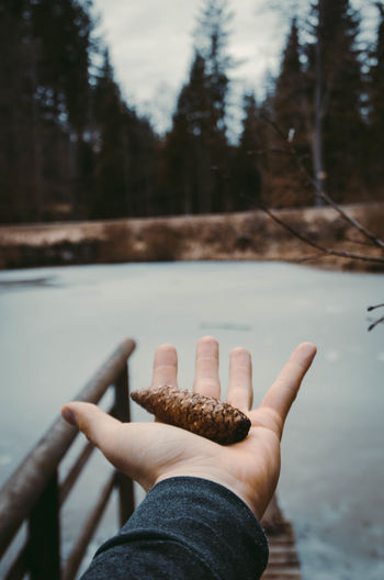 Close-up of woman holding pine cone by lake against trees