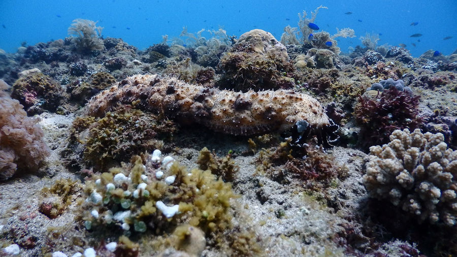 Sea cucumber at pagkilatan