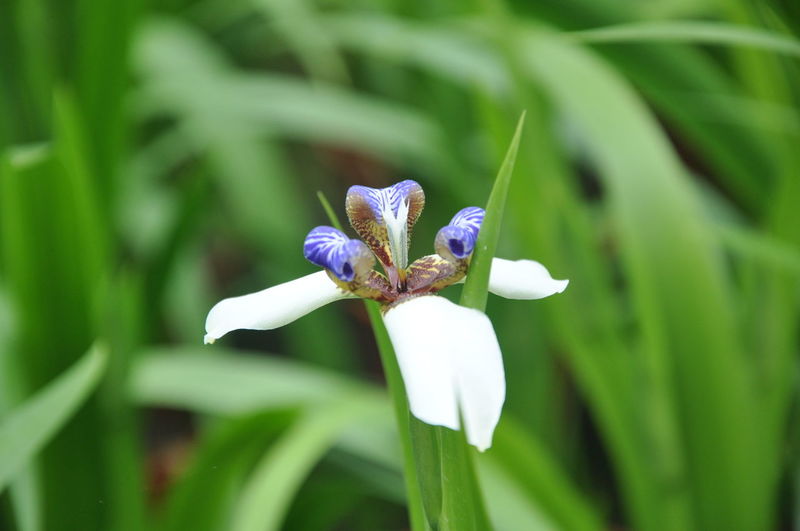Close-up of purple iris flower blooming outdoors