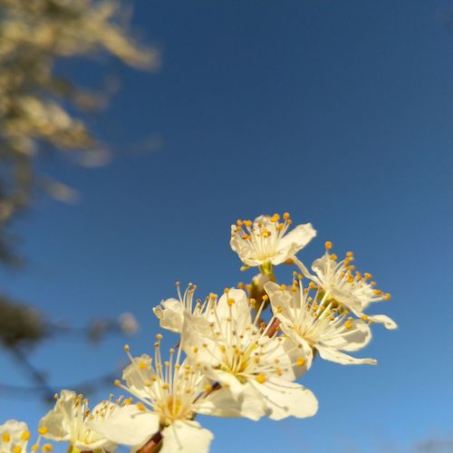 Close-up of cherry blossom against clear sky
