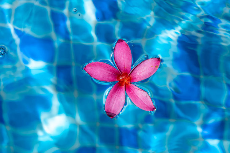 Close-up of pink flower in swimming pool