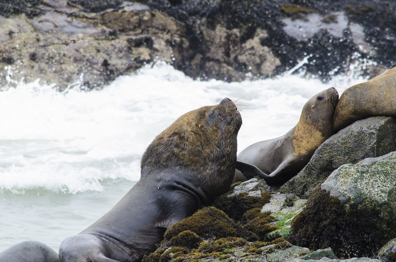 Sea lions on rocky shore