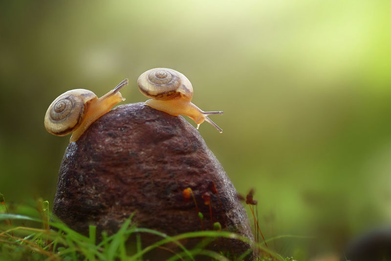 Close-up of snails on rock