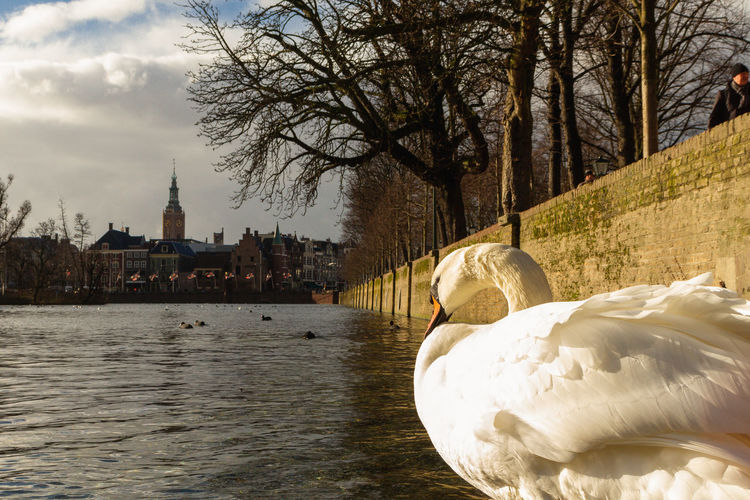 View of swan by river against buildings