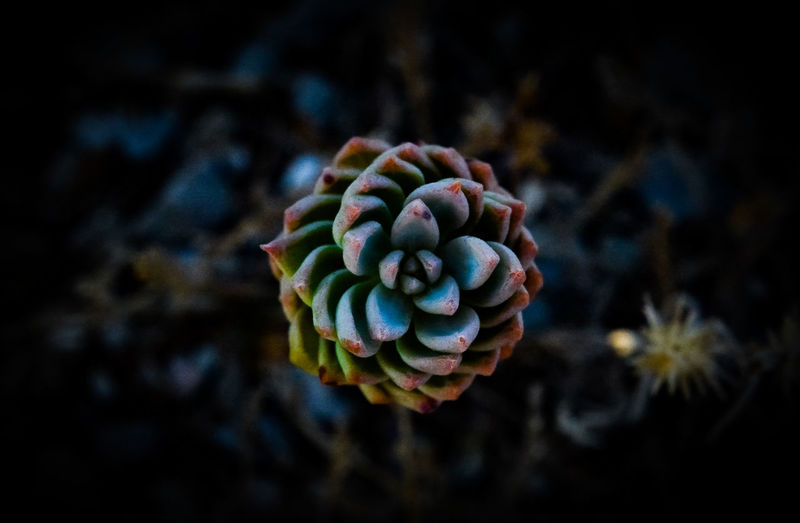 Close-up of colorful succulent plant growing outdoors