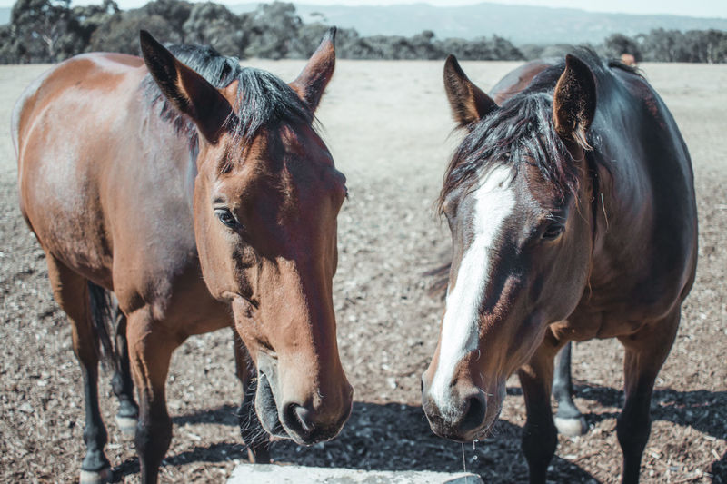 Two horses drinking from trough in field