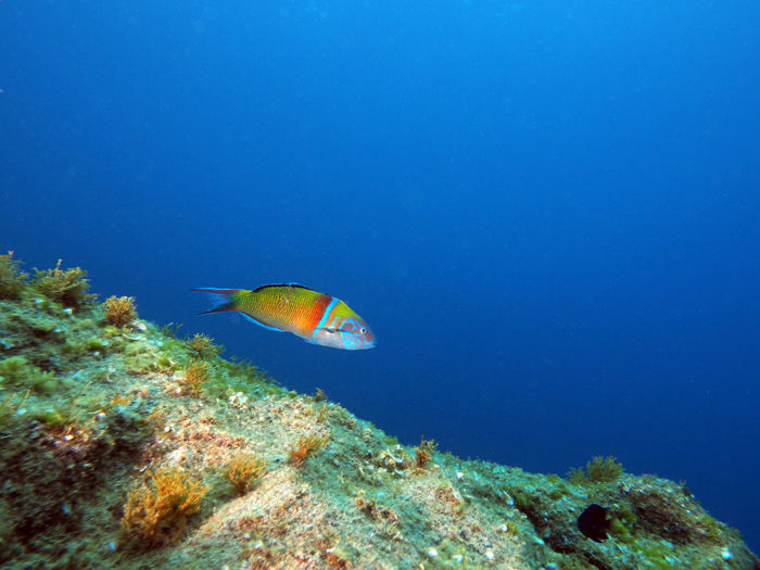 Fish swimming in sea