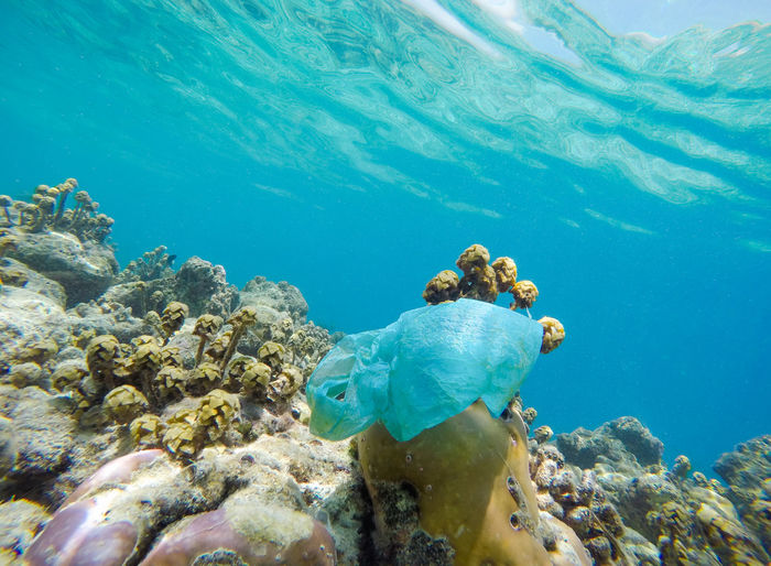 Plastic bag on a marine coral 