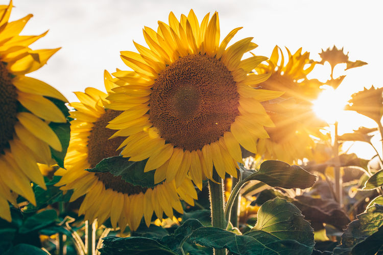 Close-up of sunflower