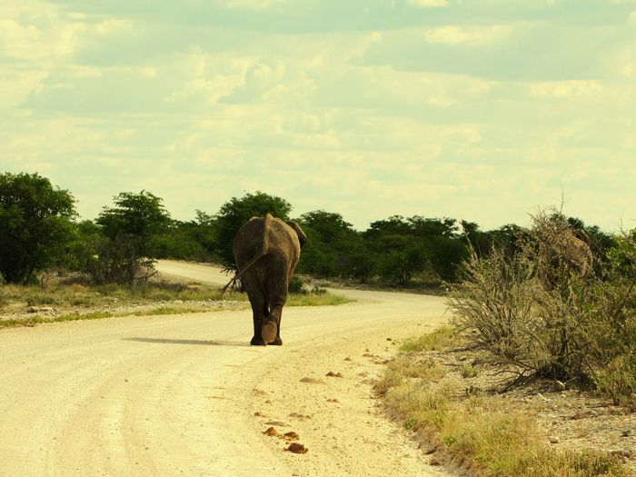 Full length of elephant on landscape against sky