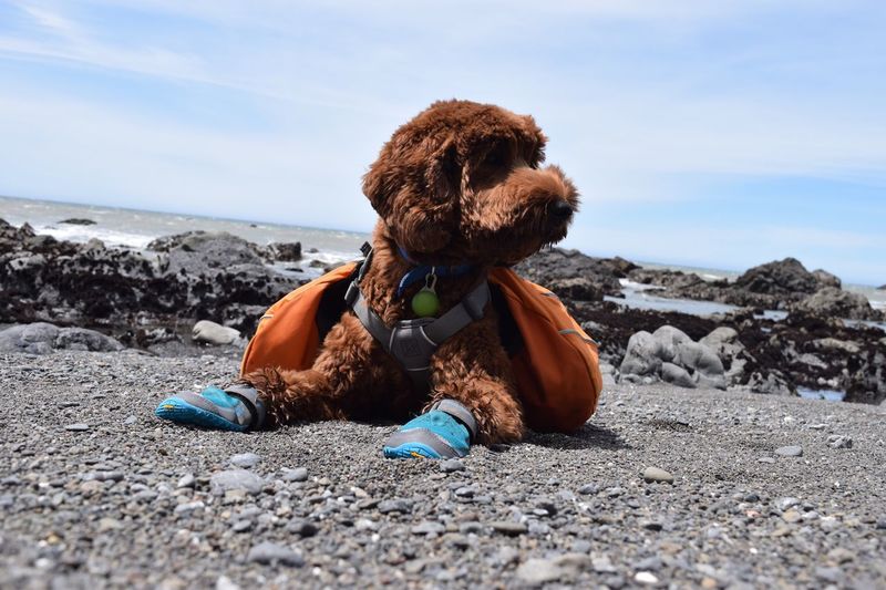 Brown dog relaxing on beach