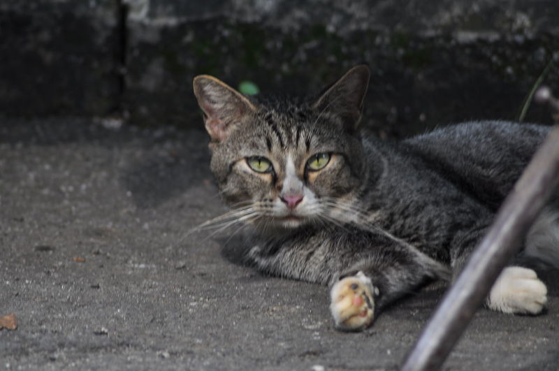 Portrait of cat lying on ground