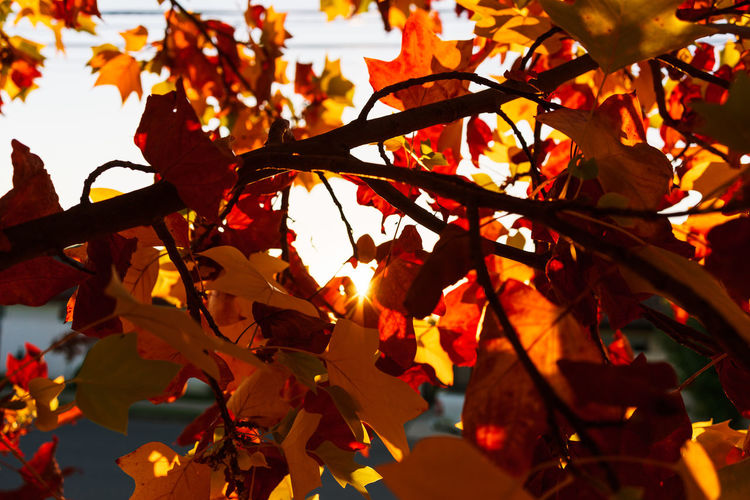Low angle view of autumnal leaves against trees