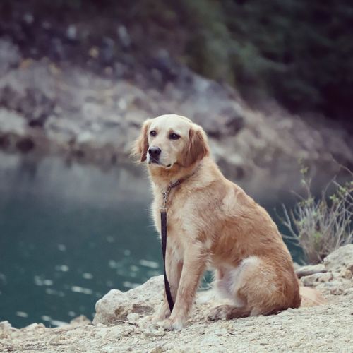 Dog looking away while sitting on rock