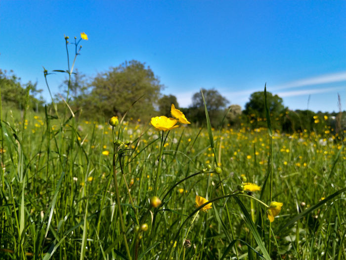Close-up of yellow flowering plants on field against clear sky