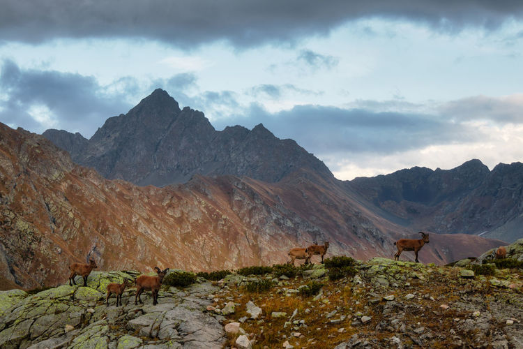 The west caucasian tur  capra caucasica. caucasian mountain goats in their natural habitat