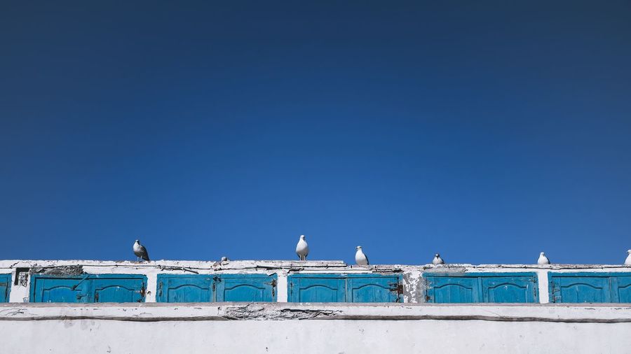 Low angle view of seagulls perching on building against blue sky
