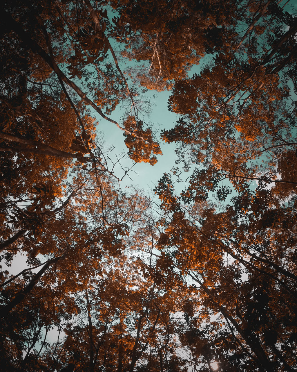 LOW ANGLE VIEW OF TREES IN FOREST