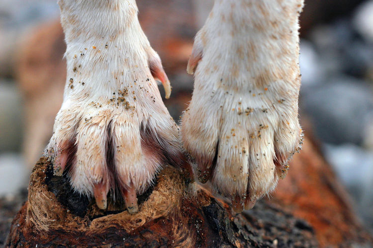 Close-up of dog paws on log