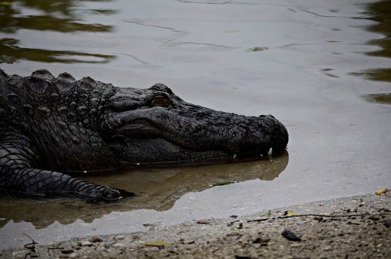 Alligator in water in florida