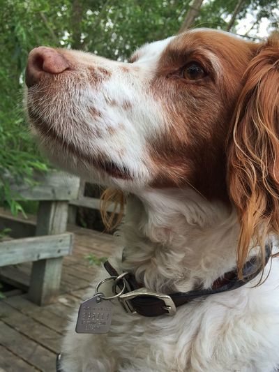 Close-up of brittany spaniel