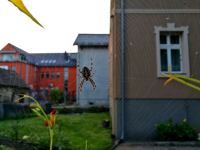 Close-up of spider on window of house
