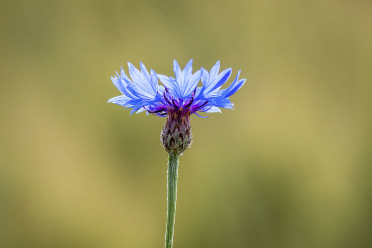 Close-up of centaurea blooming outdoors