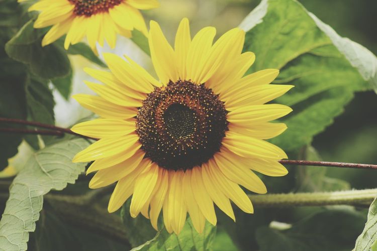 Close-up of sunflower blooming outdoors