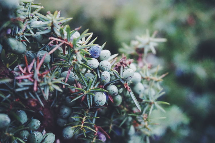 Close-up of fresh juniper berries twigs