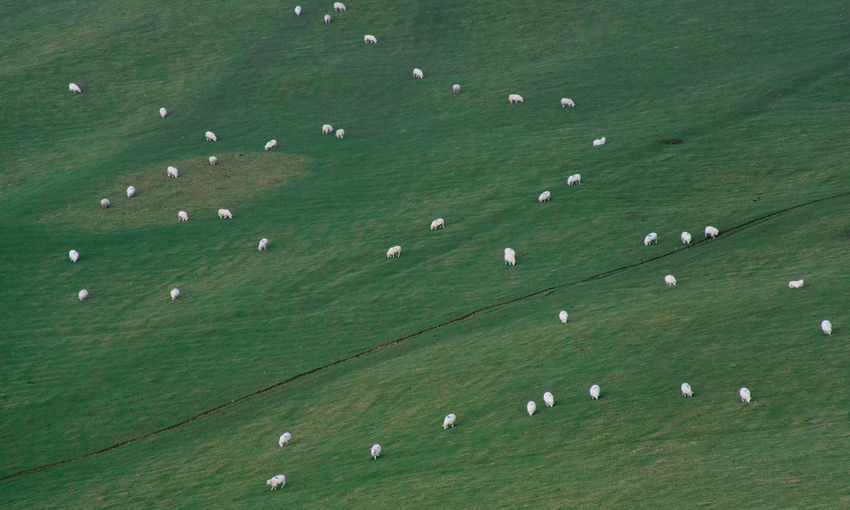 Sheep scattered on a green hillside