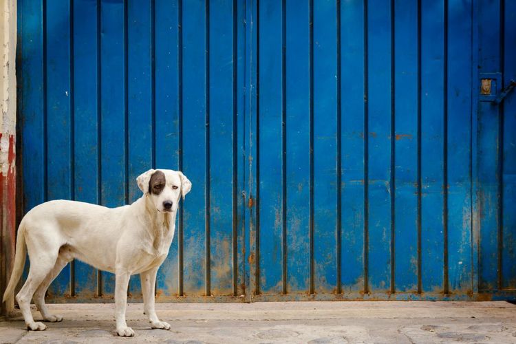 Portrait of dog standing against blue gate