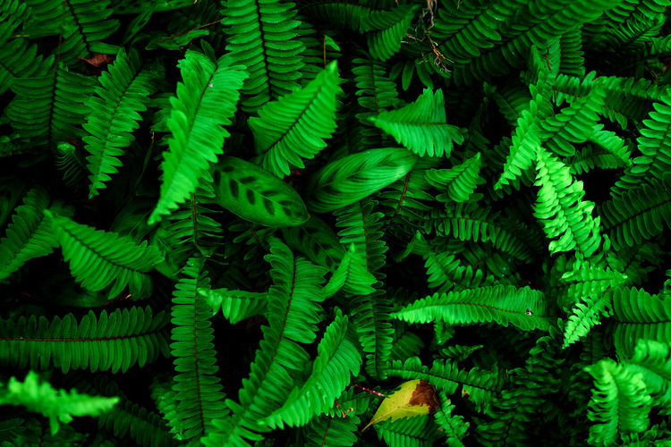 Background of green leaves fern and stripe leaves in garden