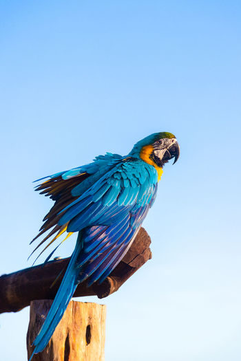 Low angle view of a bird perching on a blue sky